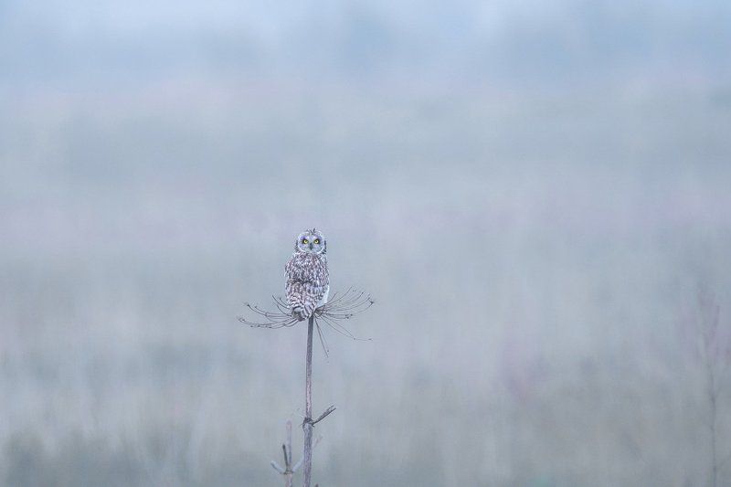 Концептуальная соваphoto preview