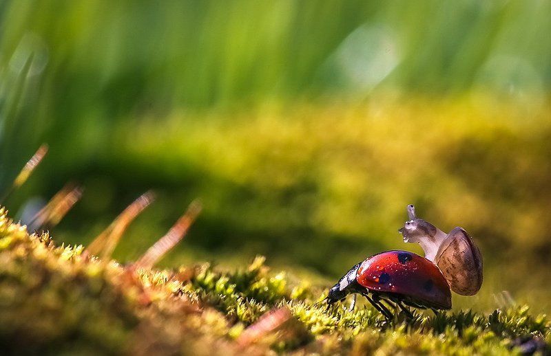 Таксиphoto preview