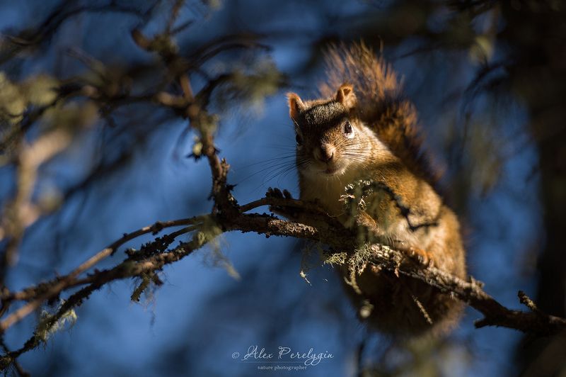 белка Red squirrelphoto preview
