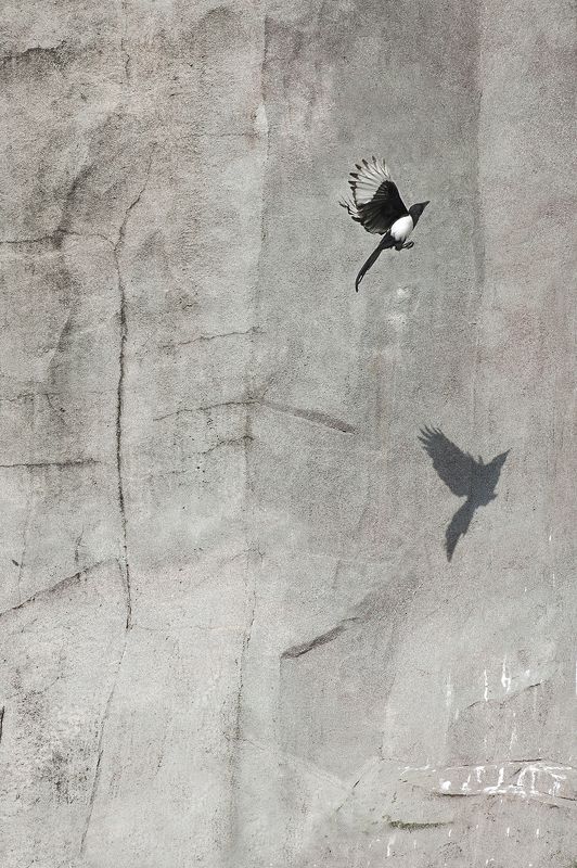 Rocher du Zoo de Vincennesphoto preview