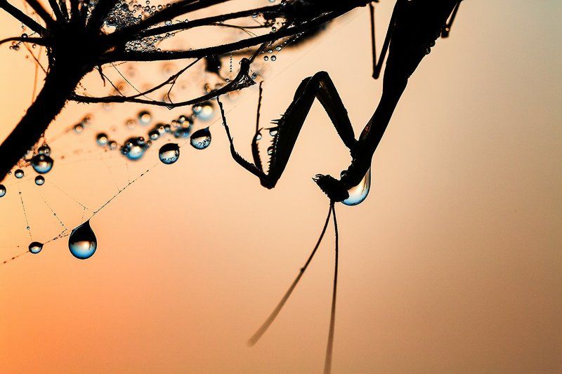 Утро богомола.photo preview