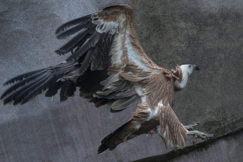 Griffon vulturephoto preview