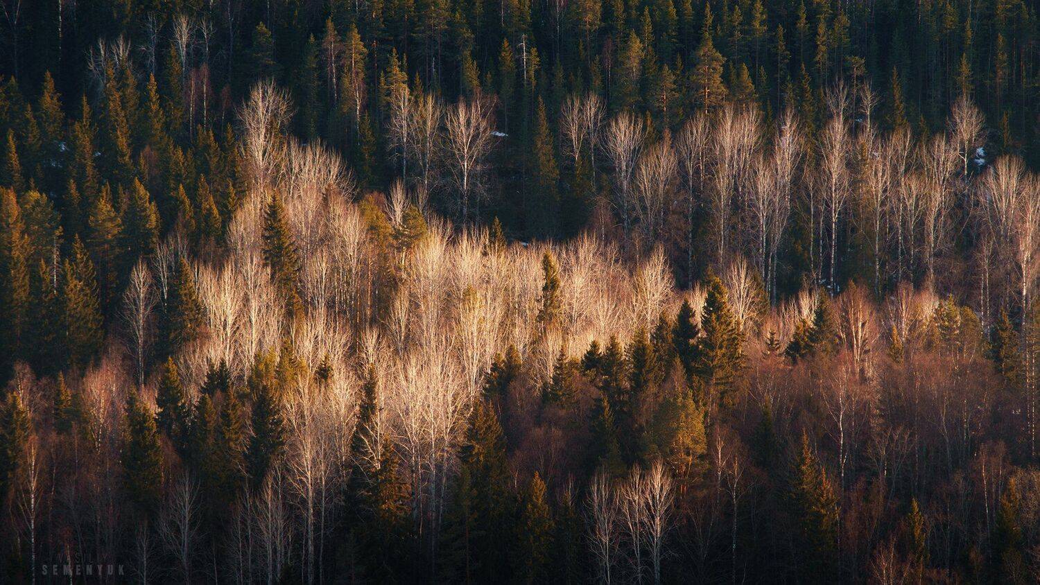 карелия, лес, весна, закат, ели, деревья., Семенюк Василий