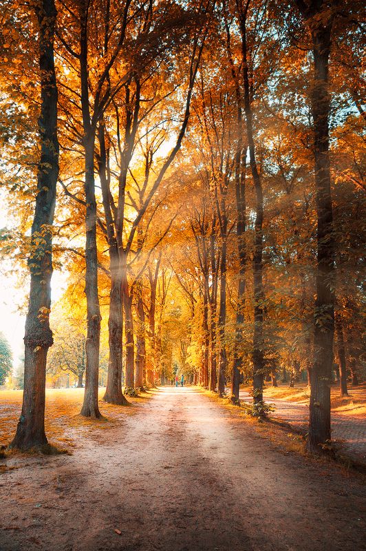 бабье лето, осень, деревья, листья, пара, свет, лучи, *Бабье лето*photo preview