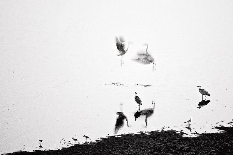 серые цапли, ночь, сюррбалет фото превью