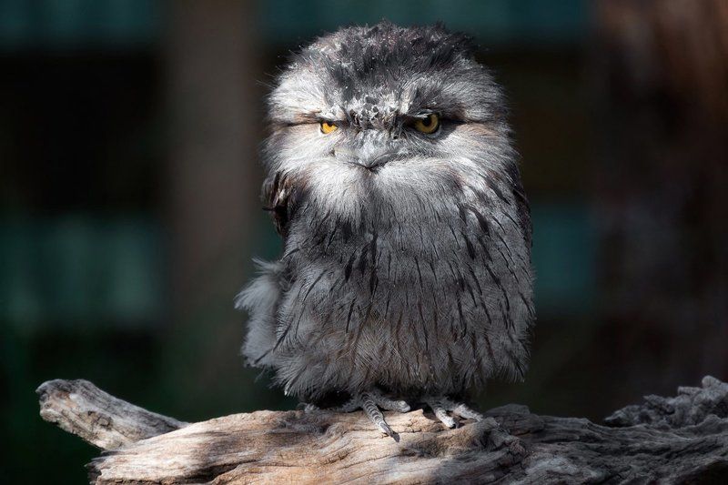 Дымчатый лягушкоротphoto preview