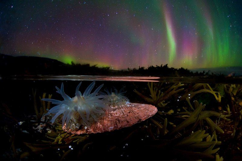 ночь, север, полярное сияние, заполярье, сплит, анемона, актиния, литораль, дикая природа россии, кольский полуостров Под пологом ночиphoto preview