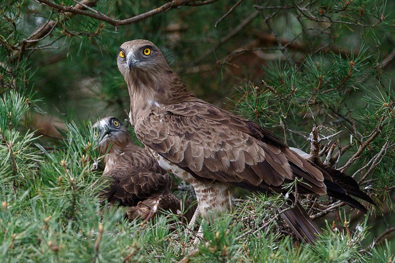 змееяд, птенец А где змея?!photo preview