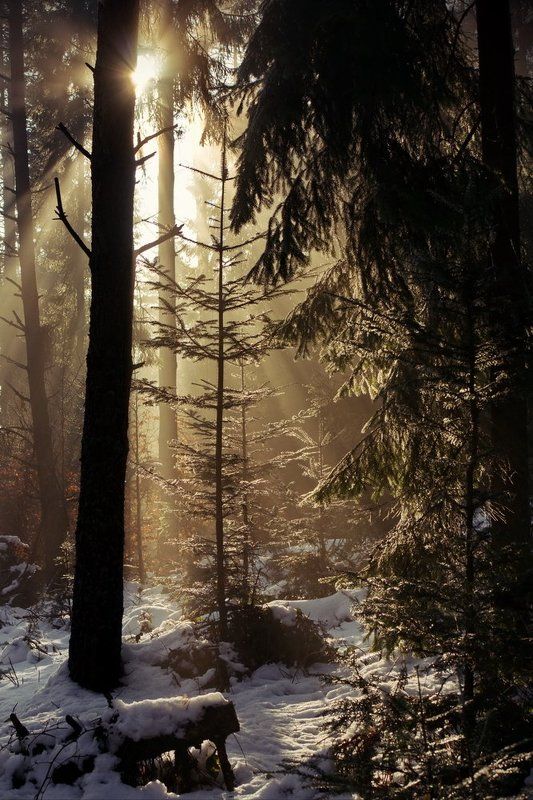 в лесуphoto preview