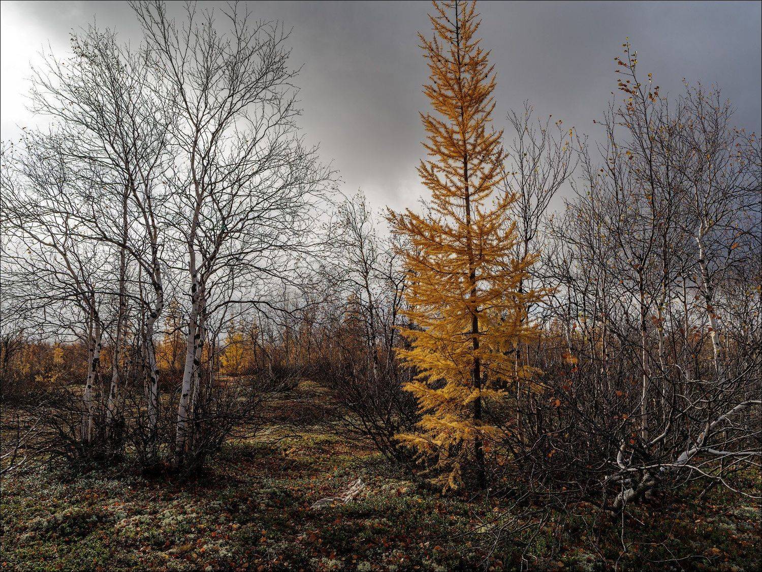 пейзаж, природа, лес, тундра, небо, Роман Чудинович