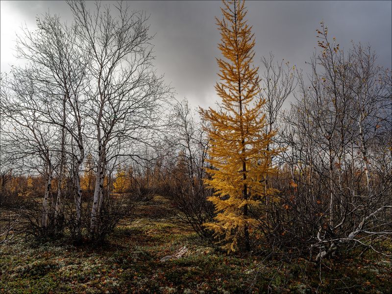 пейзаж, природа, лес, тундра, небо Зима близко... фото превью