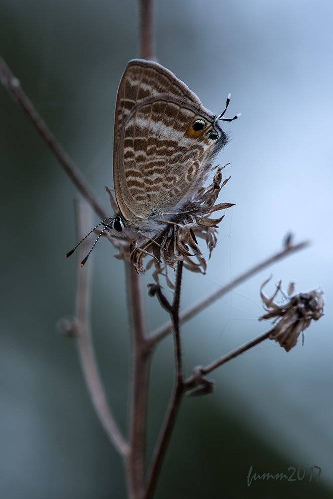 , Игорь ФУММ