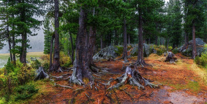 природа, пейзаж, алтай, горы, осень, мульта, панорама, снег, сибирь, лес *****photo preview