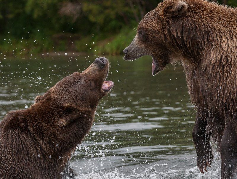 бурый медведь Разговорphoto preview