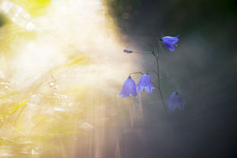 Свет и теньphoto preview