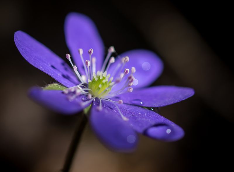 Печёночницаphoto preview