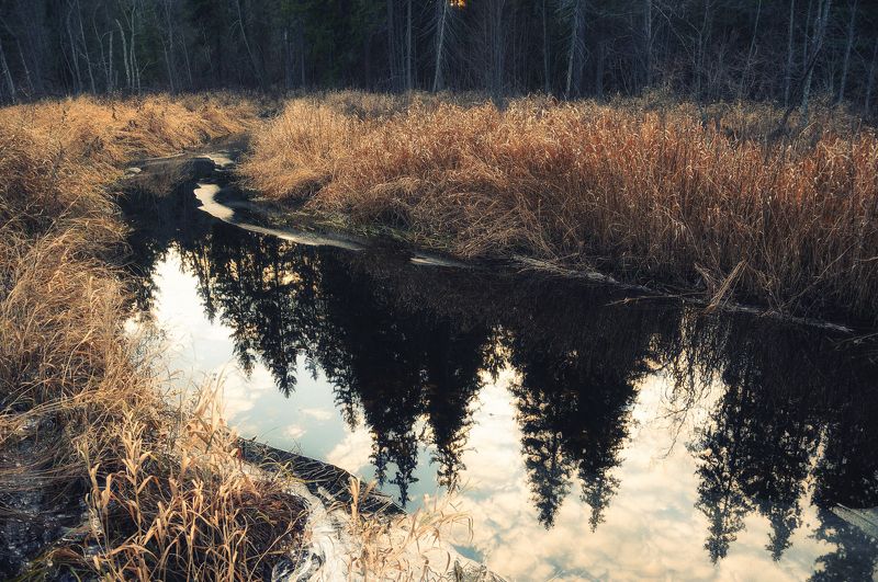 река, лес, заповедник, природа, осень, nikon Отражение осениphoto preview