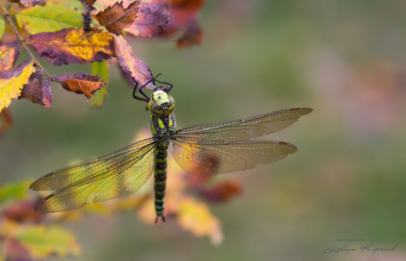 осень, стрекоза, природа, осенний сон фото превью