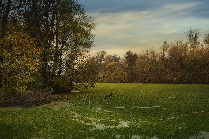 осень,утро,река,затока,берег,ряска Футбольный водоём ...photo preview
