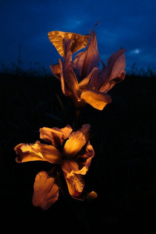 Рапсовая белянка, Pontia edusa, кожистый ирис, Iris scariosa Ночной дуэтphoto preview