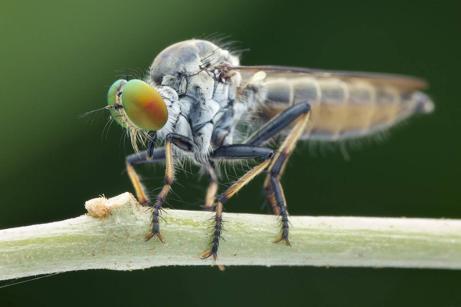 #macro#robberfly#colors, Choo How Lim