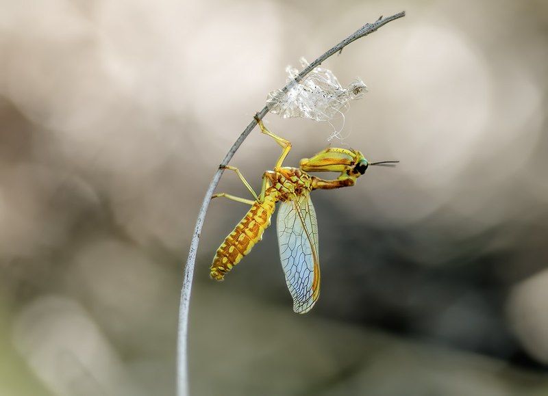 Mantispa lobataphoto preview