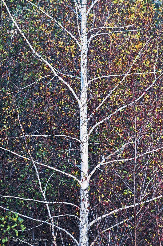 осень, листья, листва, краски, арт, сезон Осень рисуетphoto preview