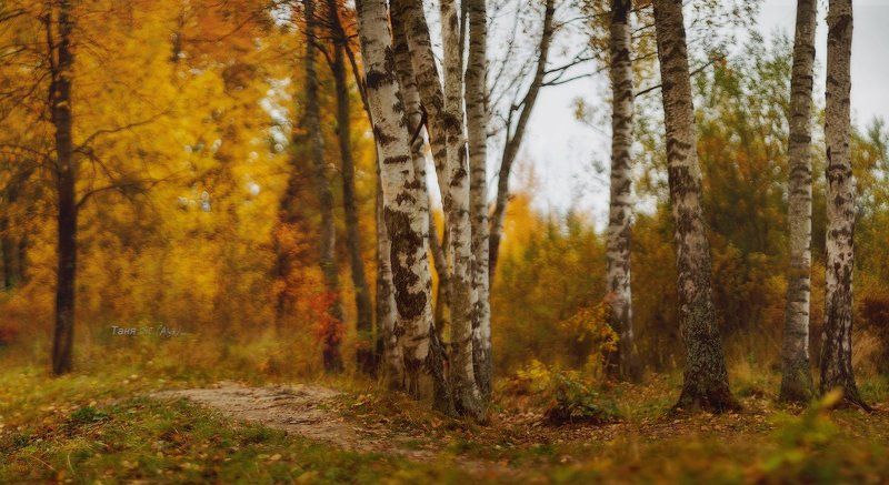 гелиос,helios, пушкин, царскоесело, царское, осень, баболовскийпар Вот и осень...photo preview