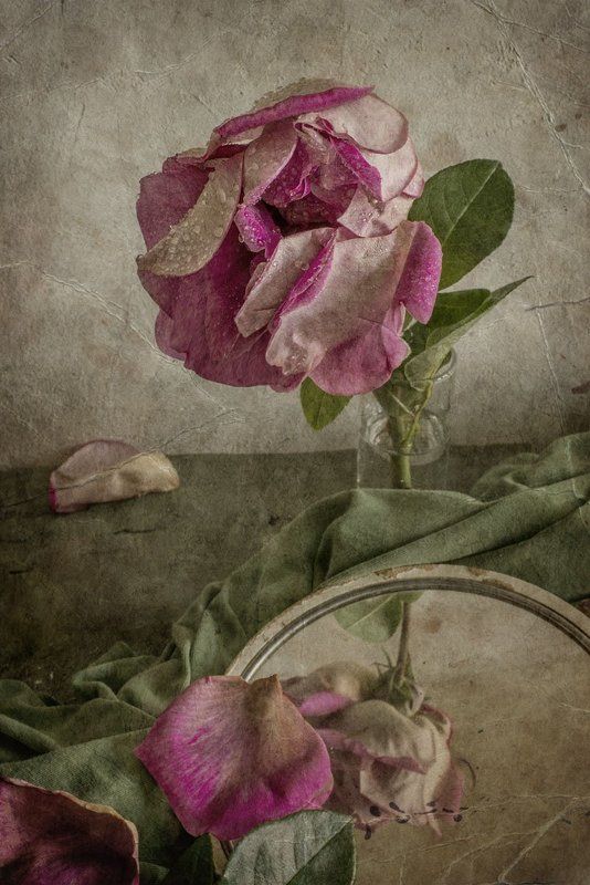 роза, лепестки, увяла, зеркало, драпировка Увяданиеphoto preview