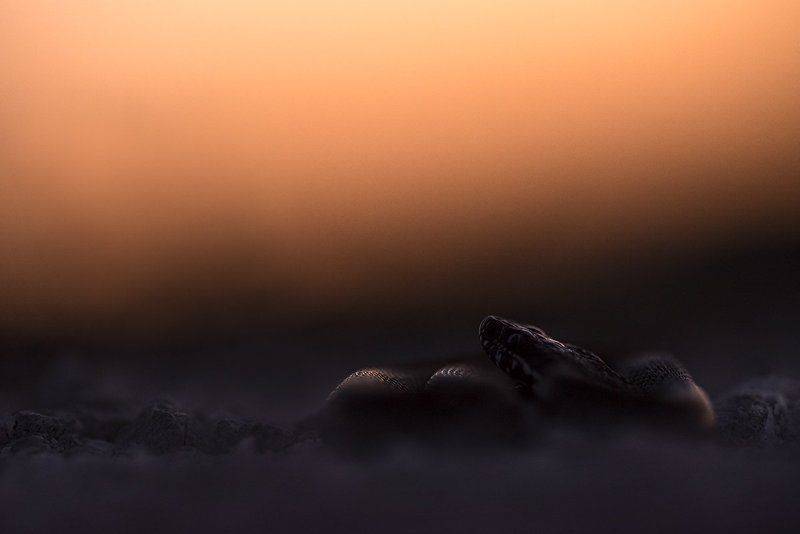 степная гадюка Последние лучиphoto preview