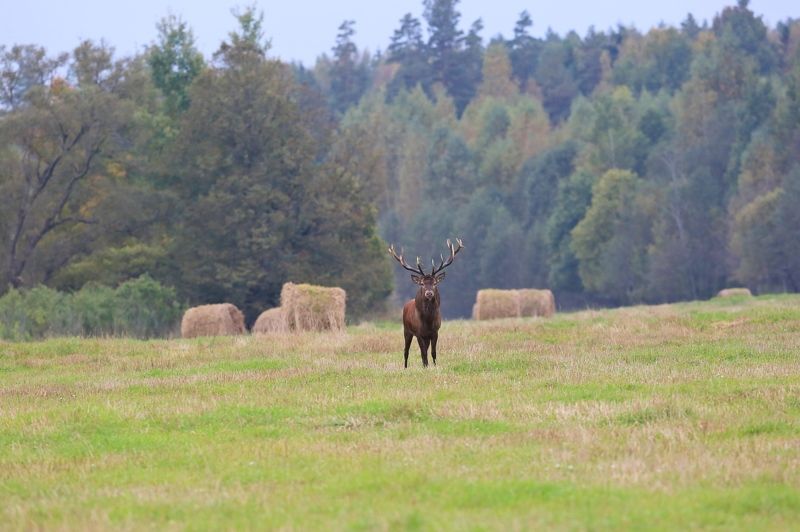 Осенние мотивы...photo preview