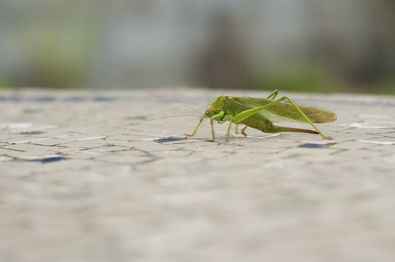 Sunday in the countrysidephoto preview