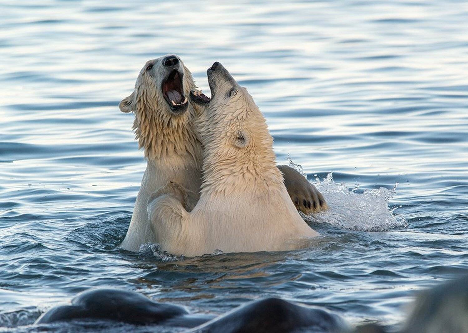 чукотка арктика кожевников медведь морской белый полярный умка, Максим Деминов