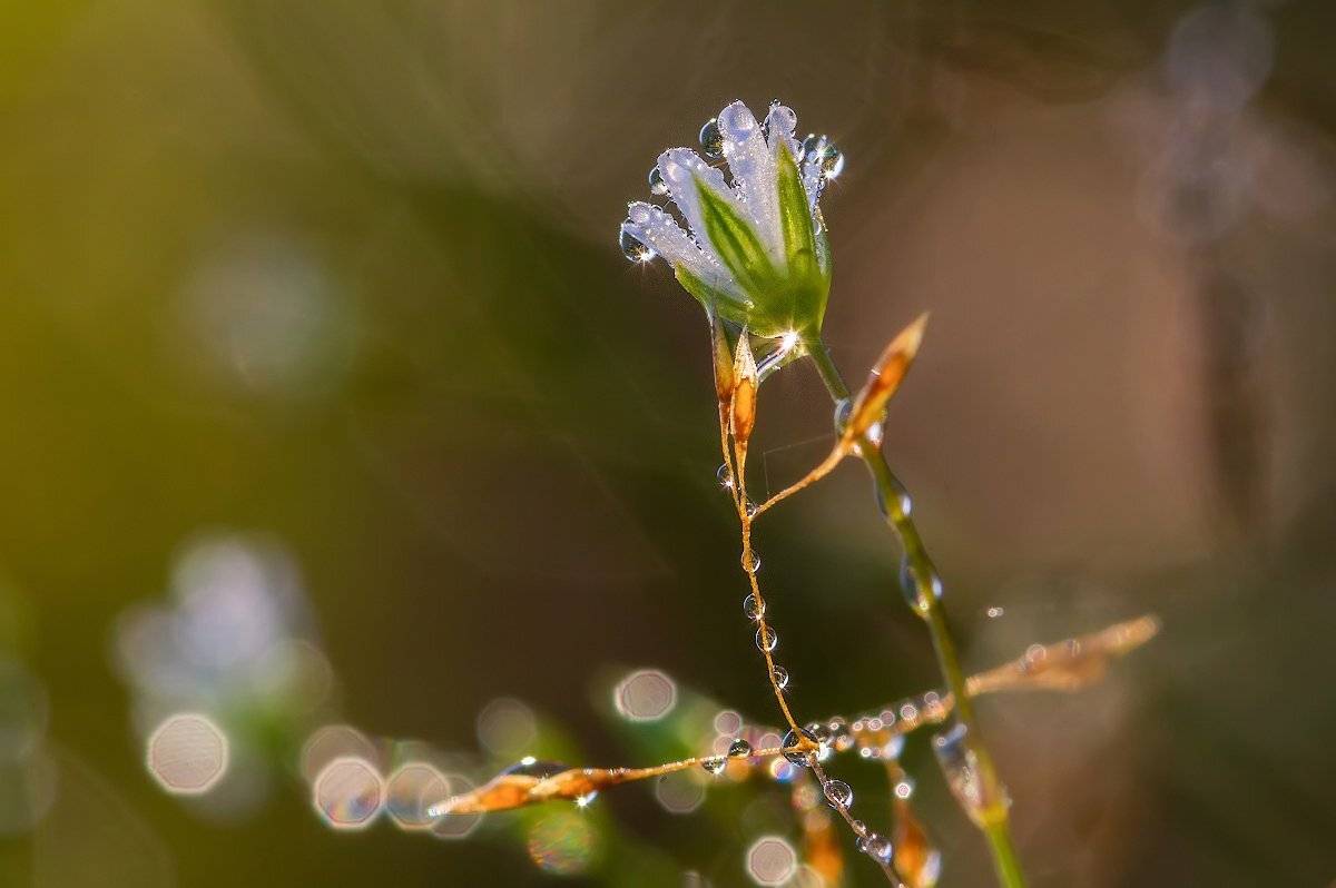 , Марина Мурашова