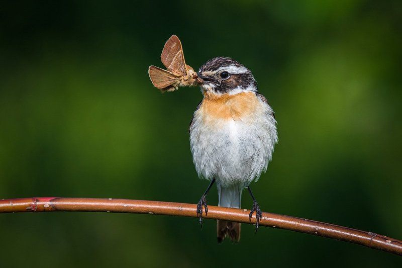 От рассвета до закатаphoto preview