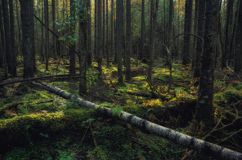 лес, мох, природа, деревья, заповедник Замшелая древностьphoto preview