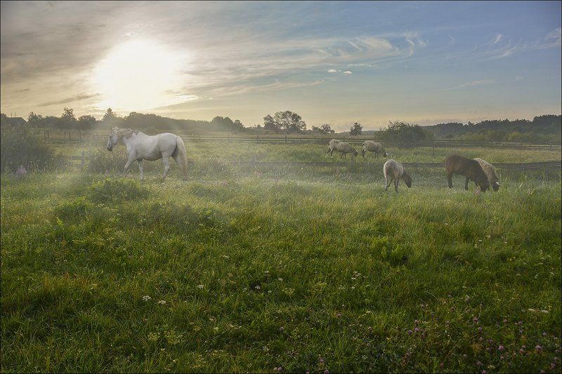 пастораль, утро, туман, солнце, овцы и кони, Пасторальphoto preview