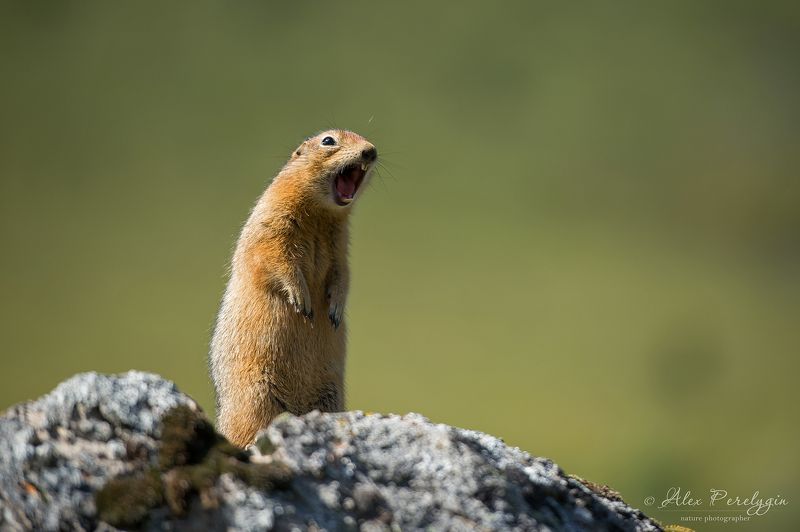 Американский сусликphoto preview