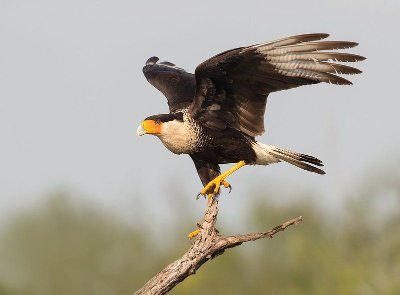 каракара, crested caracara, caracara, tx, texas, хищные птицы Обыкновенная каракара - Crested Caracaraphoto preview