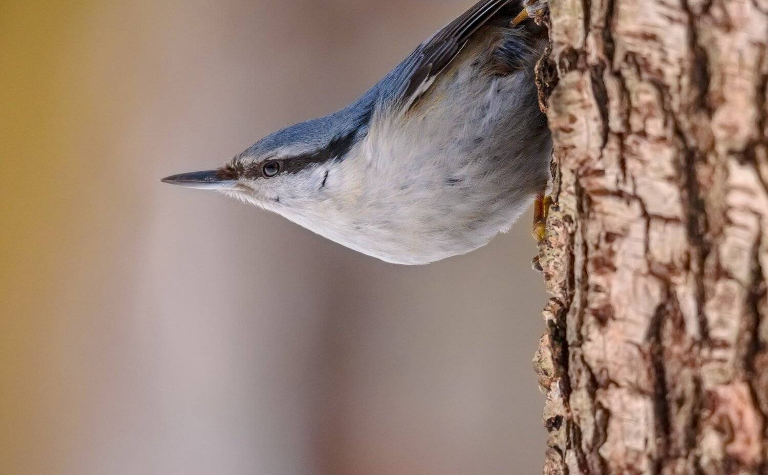 Ракета к пуску готова. Автор: Ксения Соварцева поползень, птица, ракета, запуск, напряжение, готовность, парк. москва, кора, древолаз, зима, sitta europaea, Ксения Соварцева