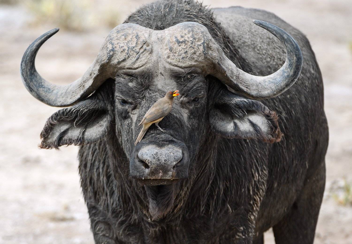 Портрет с птичкой. Автор: Андрей Ведерников кения, Андрей Ведерников