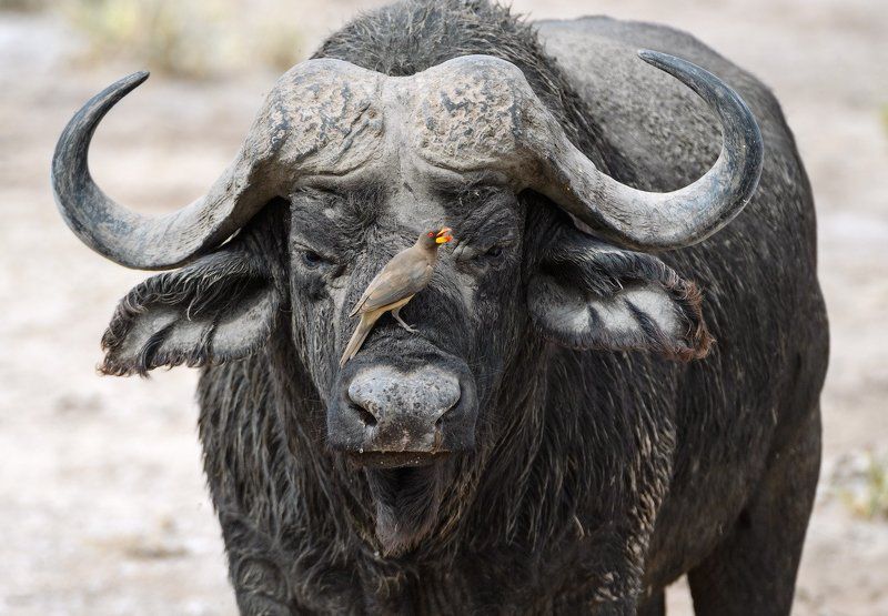 кения Портрет с птичкойphoto preview