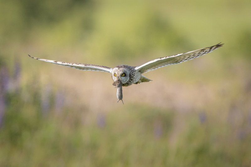 Эх,прокачу!photo preview