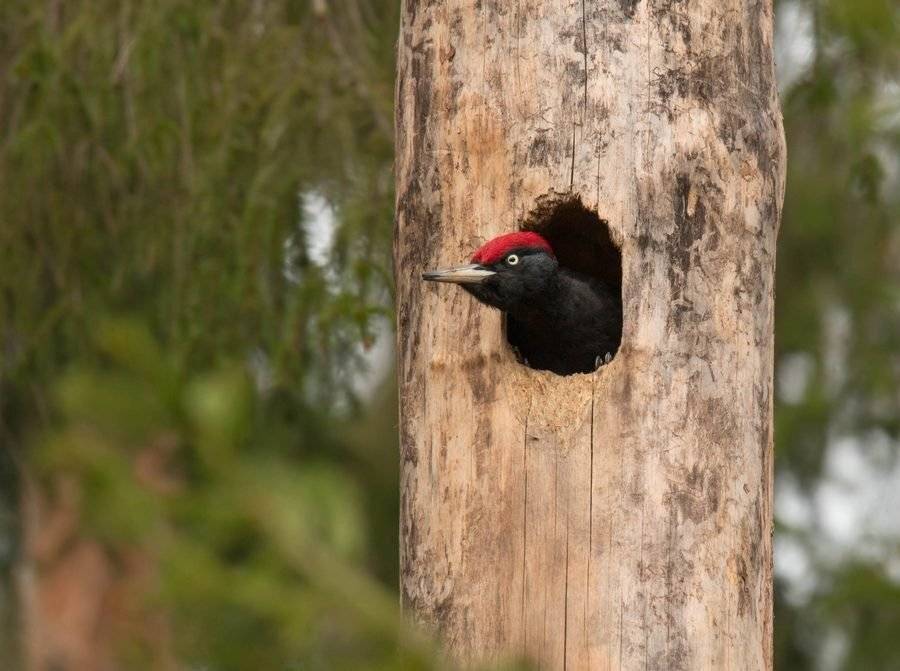 птицы, дятел, дупло, желна,, Владимир Пакалевич