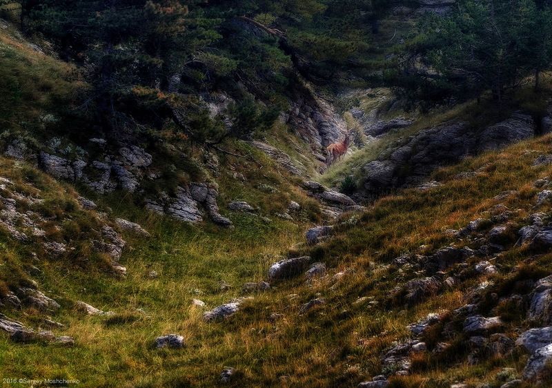 #deer #animal #nature Crimean noble deerphoto preview