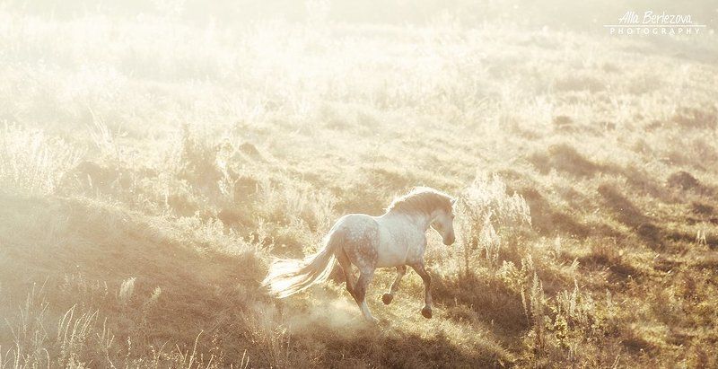 лошадь, лошади, свет, поле, андалуз, horse, horses, light, field, andalusian Андалузская конеферма MCphoto preview