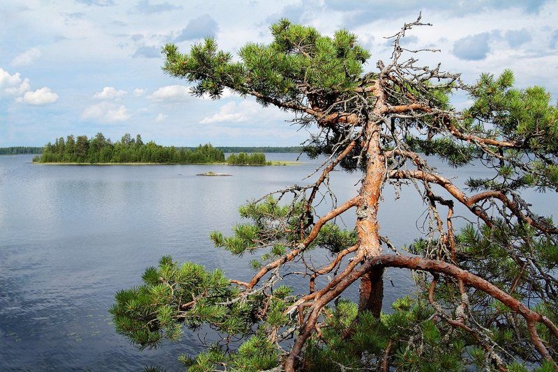 карелия, озеро, сосна, fujifilm Остров духов фото превью