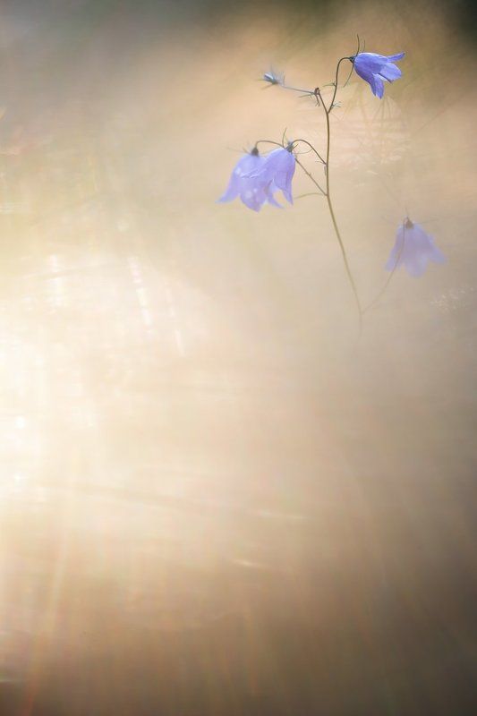 цветы, цветок,макро, растения, природа,колокольчик, боке Вечерний светphoto preview