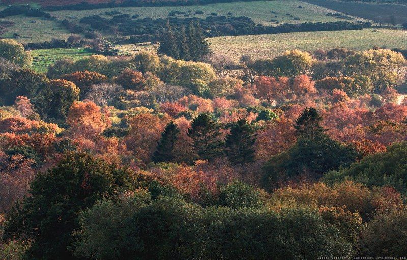 dartmoor, devon, england Осенняя палитраphoto preview