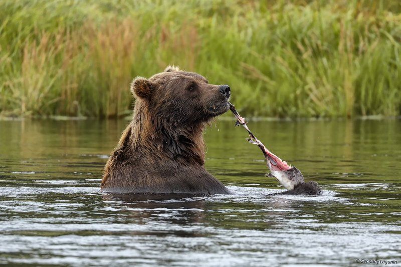 медведь, камчатка, bear, kamchatka Я водяной, я водяной...photo preview
